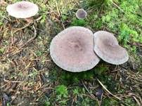 Dunkler Duftmilchling, Foto 14