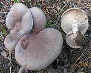 Dunkler Duftmilchling, Foto 8
