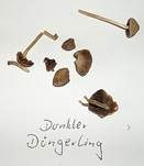 Dunkler Düngerling, Foto 6