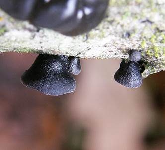 Dunkler Zwergseitling, Foto 6