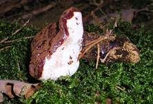 Dunkler Lackporling, Foto 17