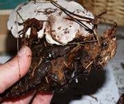 Dunkler Lackporling, Foto 24