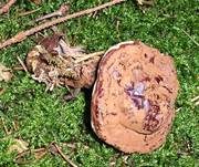 Dunkler Lackporling, Foto 26
