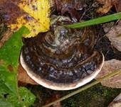 Dunkler Lackporling, Foto 8