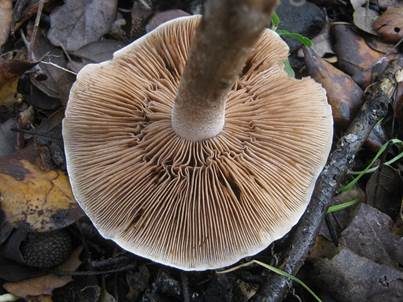 Dunkler Rettichfälbling, Foto 4