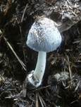 Aschgrauer Misttintling, Foto 14