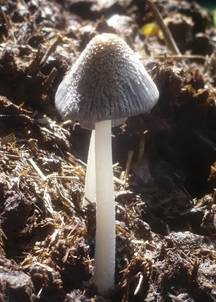 Aschgrauer Misttintling, Foto 5