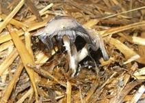 Aschgrauer Misttintling, Foto 7