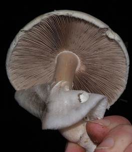 Dünnfleischiger Anischampignon, Foto 3