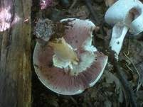 Dünnfleischiger Anischampignon, Foto 16