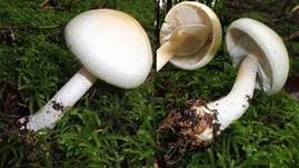 Dünnfleischiger Anischampignon, Foto 18