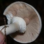 Dünnfleischiger Anischampignon, Foto 8