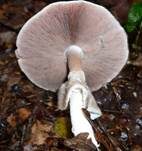 Dünnfleischiger Anischampignon, Foto 9