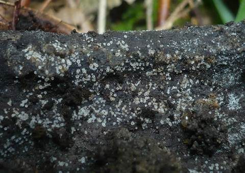 Durchscheinendes Haarbecherchen, Foto 2