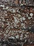 Durchscheinendes Haarbecherchen, Foto 6