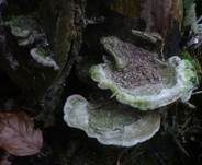 Aschgrauer Wirrling, Foto 12