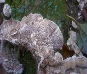 Aschgrauer Wirrling, Foto 16