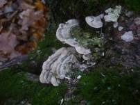 Aschgrauer Wirrling, Foto 18