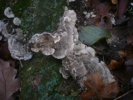 Aschgrauer Wirrling, Foto 4