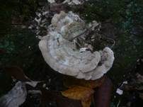Aschgrauer Wirrling, Foto 5