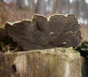 Aschgrauer Wirrling, Foto 7