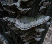 Aschgrauer Wirrling, Foto 8