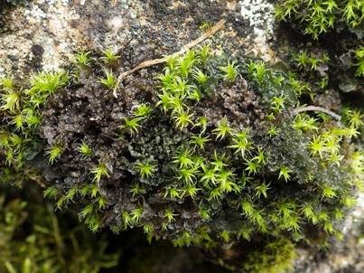 Echte Gallertflechte, Foto 3