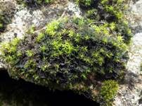 Echte Gallertflechte, Foto 7