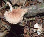 Echter Knoblauchschwindling, Foto 12