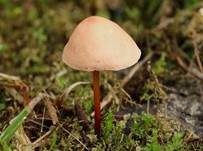 Echter Knoblauchschwindling, Foto 15