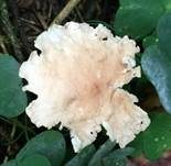 Echter Knoblauchschwindling, Foto 16