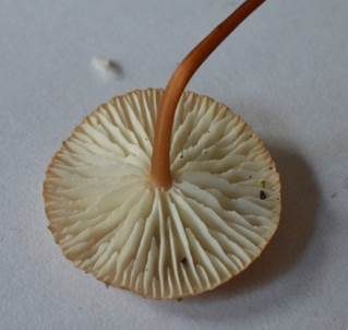 Echter Knoblauchschwindling, Foto 4