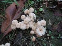 Echter Knoblauchschwindling, Foto 24