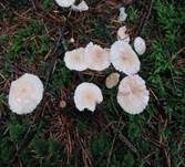 Echter Knoblauchschwindling, Foto 25