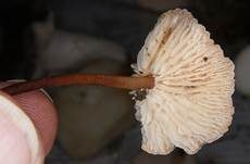 Echter Knoblauchschwindling, Foto 26