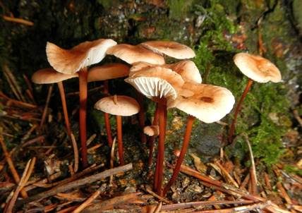 Echter Knoblauchschwindling, Foto 5