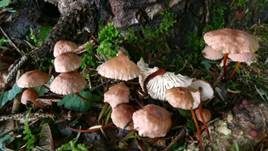 Echter Knoblauchschwindling, Foto 37