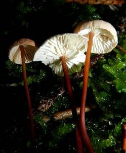 Echter Knoblauchschwindling, Foto 6