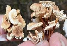 Echter Knoblauchschwindling, Foto 7