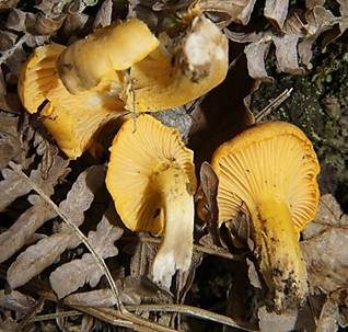 Echter Pfifferling, Foto 4