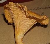 Echter Pfifferling, Foto 22