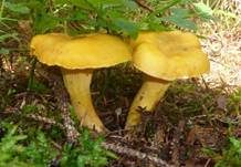 Echter Pfifferling, Foto 23