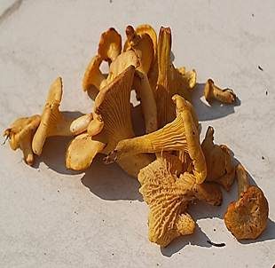 Echter Pfifferling, Foto 6
