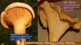 Echter Pfifferling, Foto 11