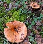 Echter Zonenmilchling, Foto 5