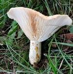 Echter Zonenmilchling, Foto 8