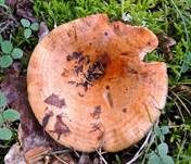 Echter Zonenmilchling, Foto 10