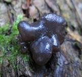 Abgestutzter Drüsling, Foto 34