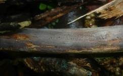 Aschgrauer Zystidenrindenpilz, Foto 7