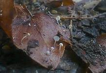 Efeublatt Schwindling, Foto 5